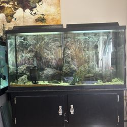 60gallon Fish Tank With Stand 
