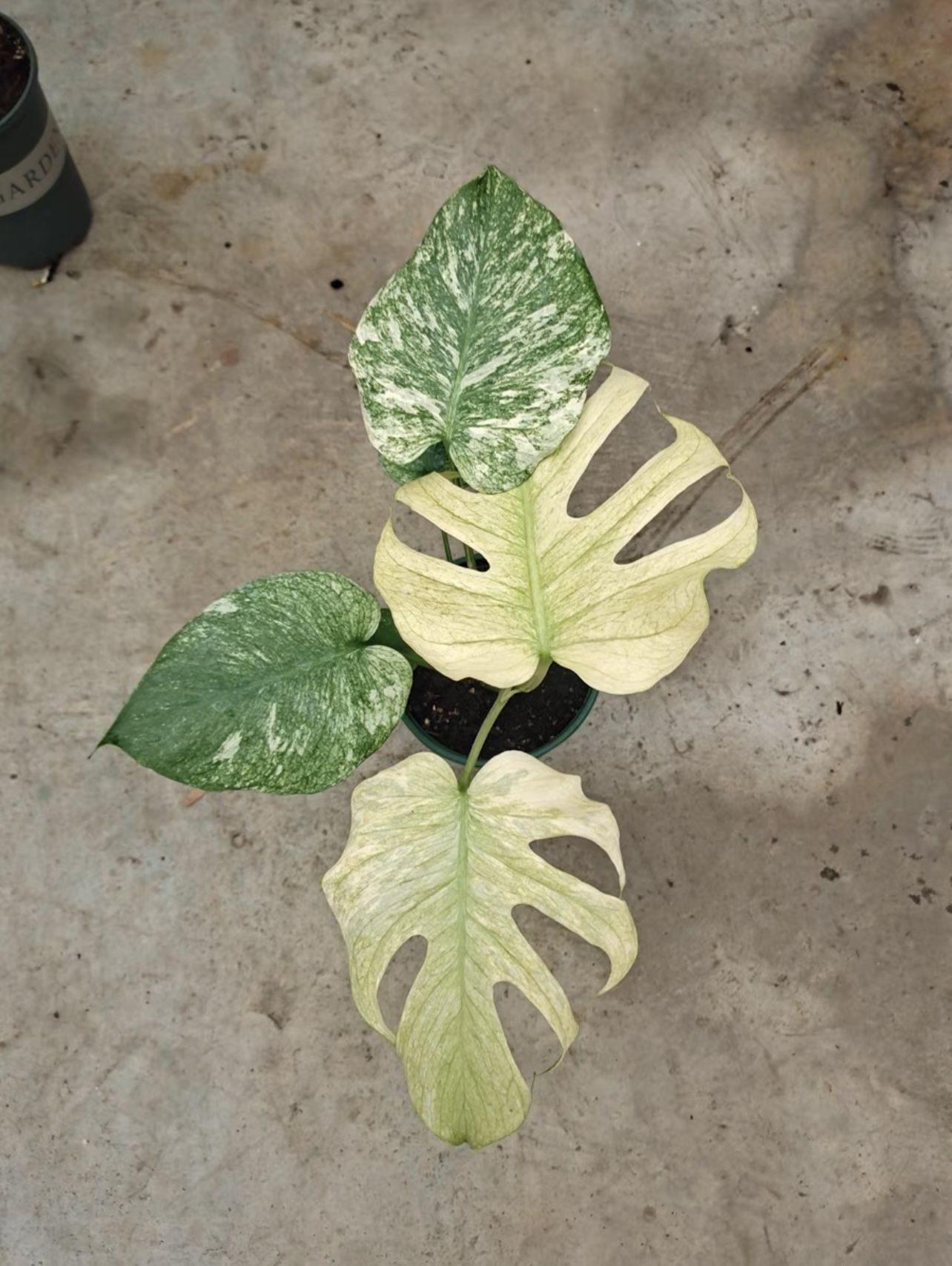 Monstera Deliciosa Kunzo White Monster