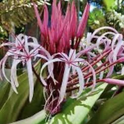 Spider Lilies Plants