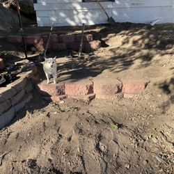 Need Dirt In Boulevard 