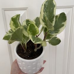 Beautiful Variegated Pepperomia Plant With Pot