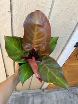 6” philodendron cherry red