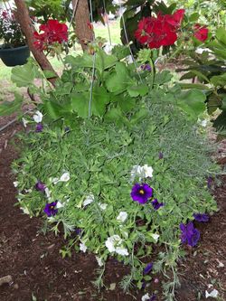 Hanging Baskets
