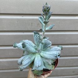 6” Echeveria Etna 