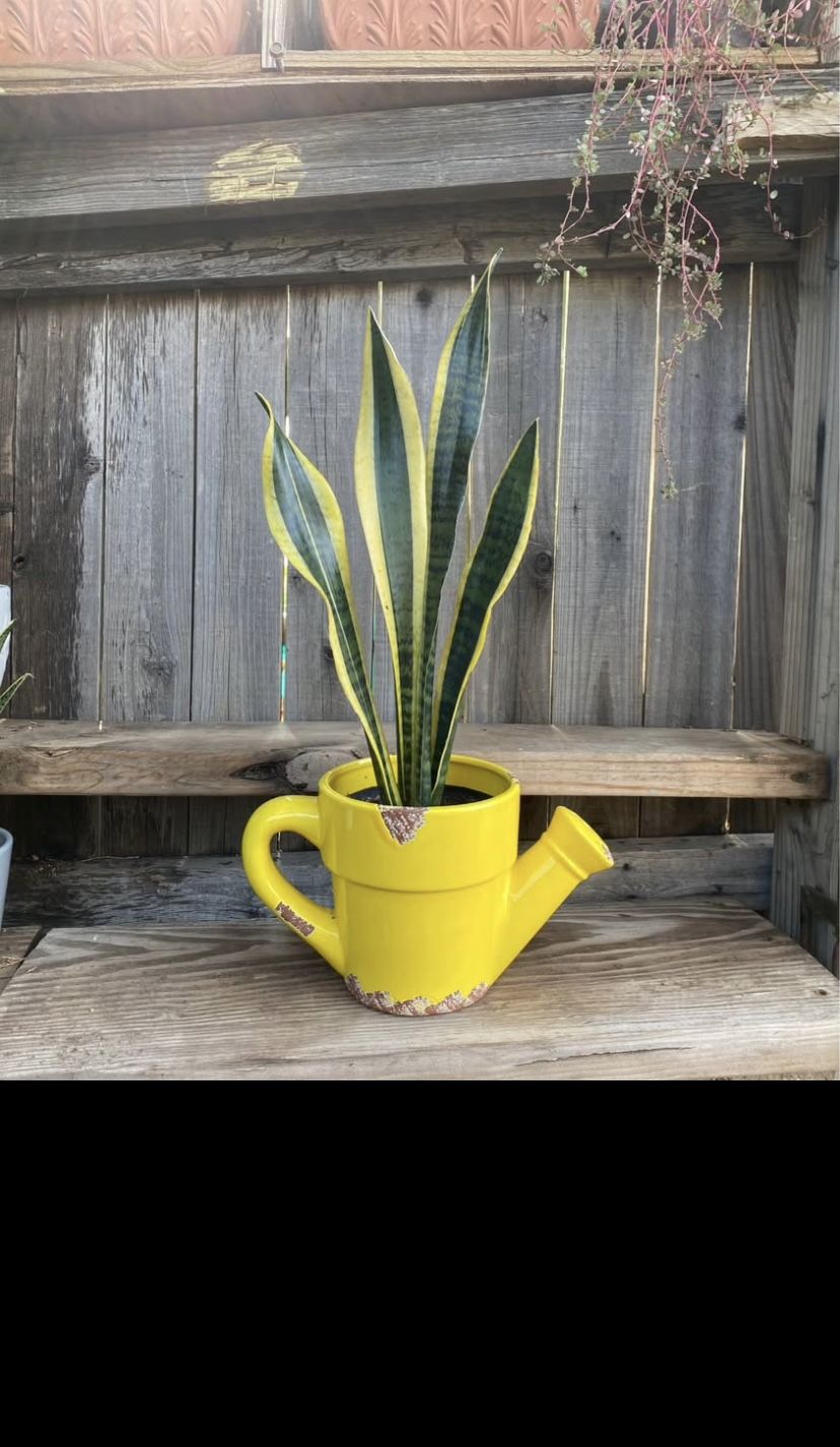 Indoor Mother-in-Law or Snake Plant