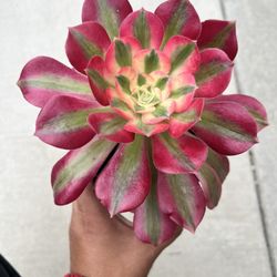 Aeonium Succulent 