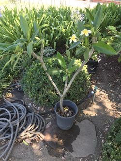 Plumeria Tree * 5 Gallon * Blooming / 4’ Tall In Container