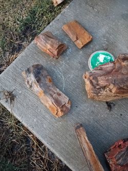 Petrified wood