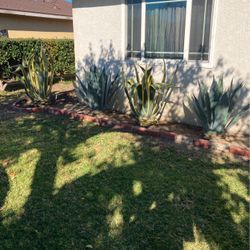 Agave Plants Different Prices/Diferente Perico