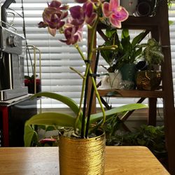Mini Orchid With pot 