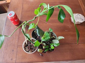 Houseplant Bundle C