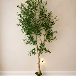 Olive Tree 