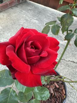 Red Rose Plant