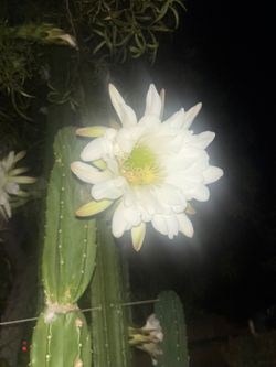 Night blooming cactus  ($20)