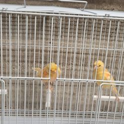 Canaries $80 Each