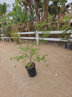 Pomegranate tree