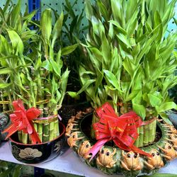 Lucky Bamboo Plant Tiệm cây phát tài $10 And Up