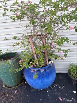 Bougainville