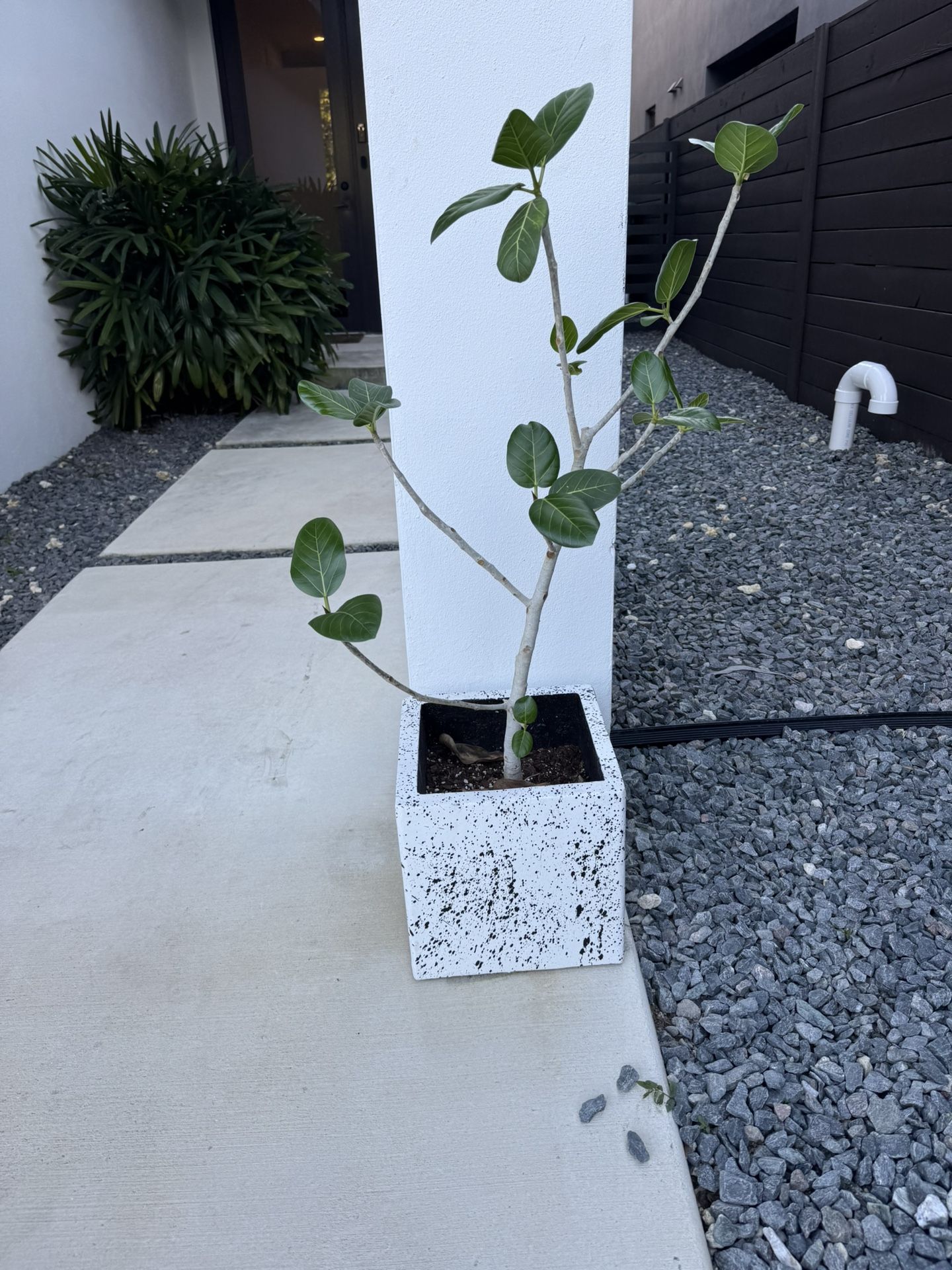 Potted Ficus Plant (2)