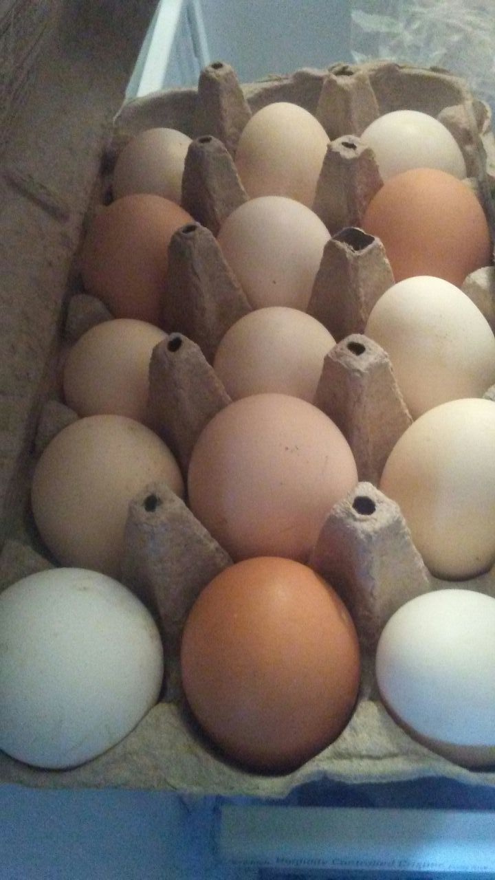 Gallinas y gallos en venta