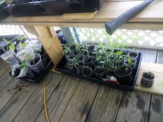 Marketmore Cucumber Plants For Sale Only $2
