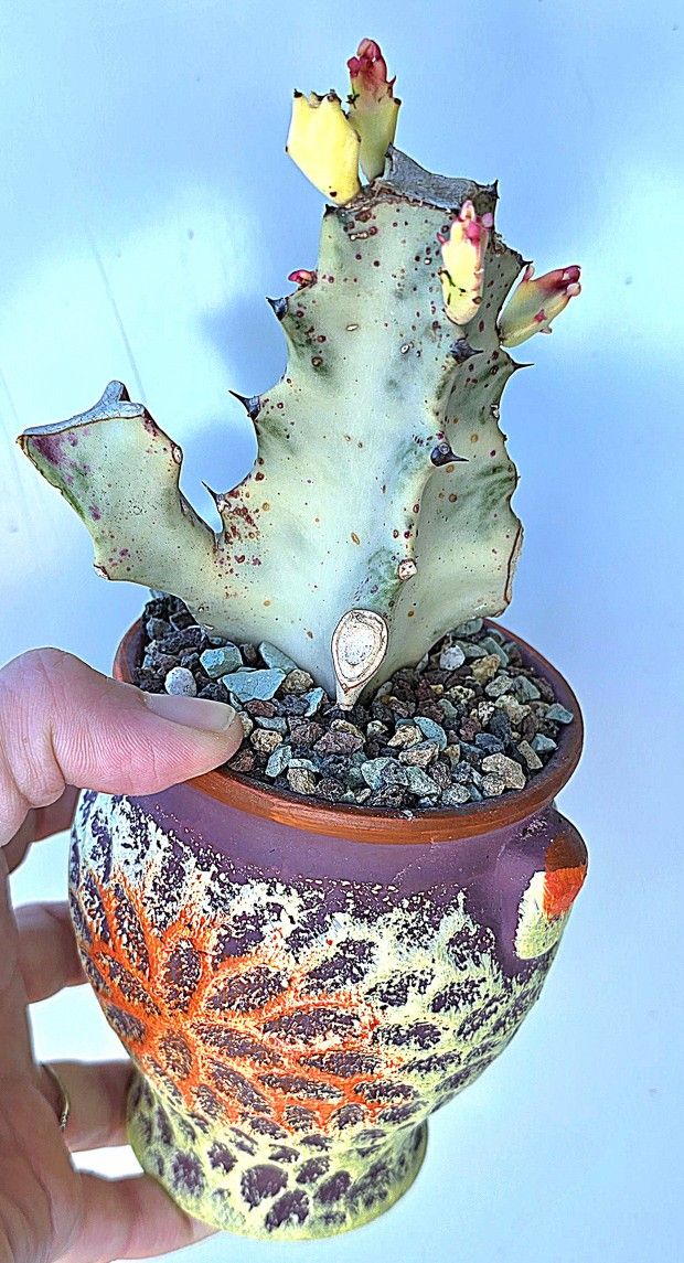 RARE! Potted Euphorbia Lactea Variegata Aka Ghost Cactus 