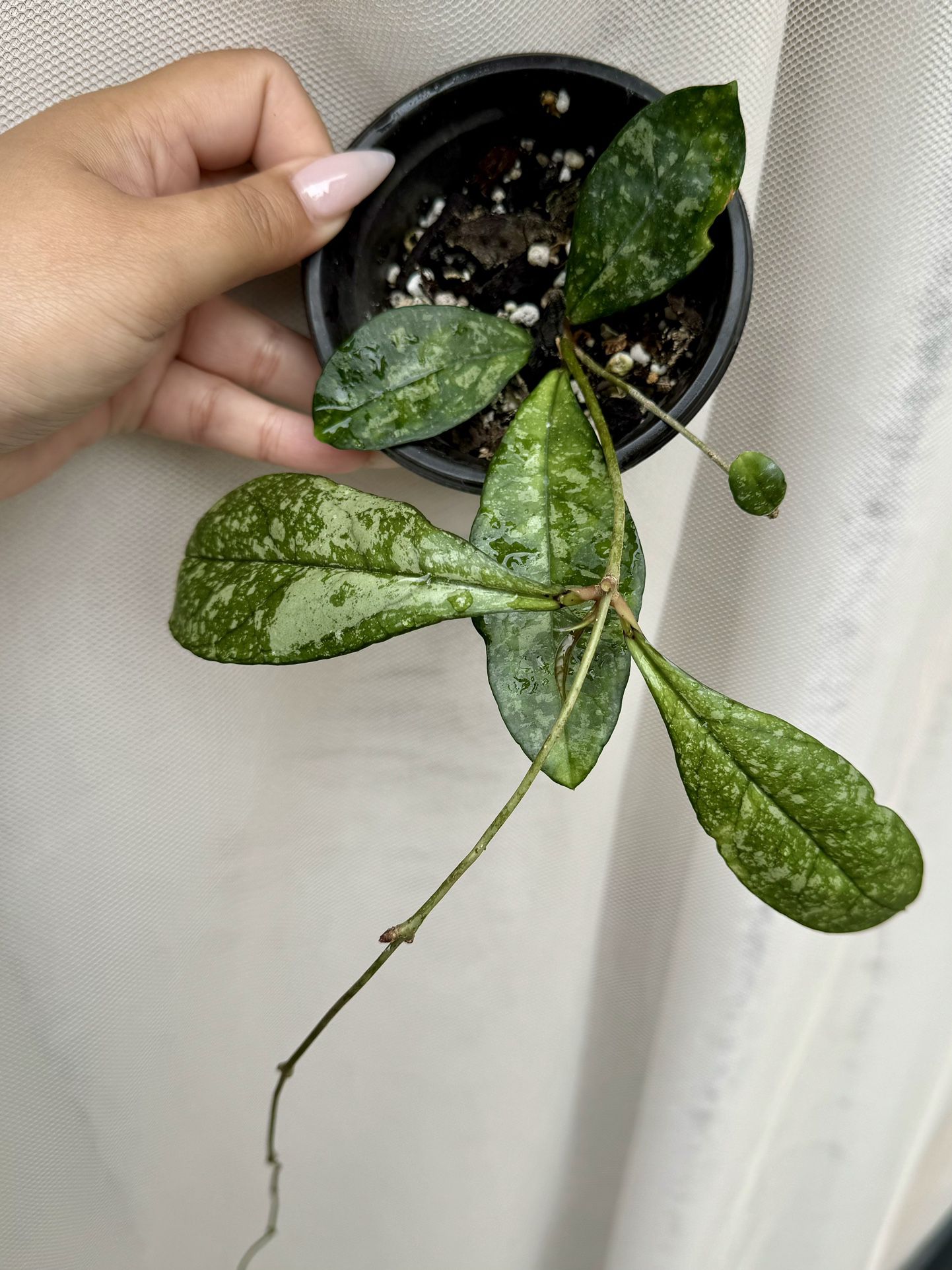 Hoya Crassipetiolata Splash - 4” Pot