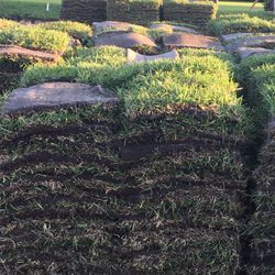 PALMETTO SOD $155.00 Always fresh 😁