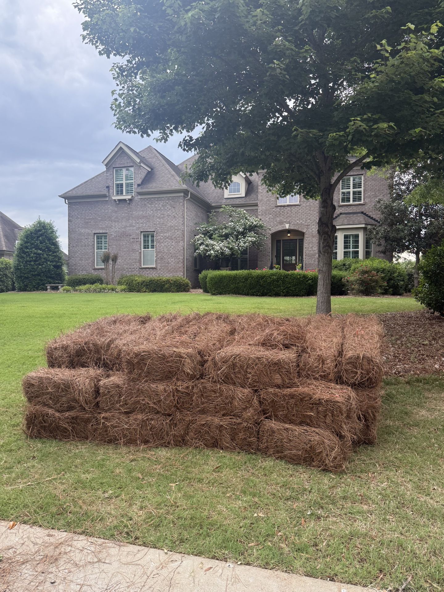 Fresh Long Leaf Pine Needles 