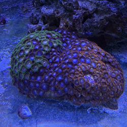 Fake Coral Decoration For Fish Tank