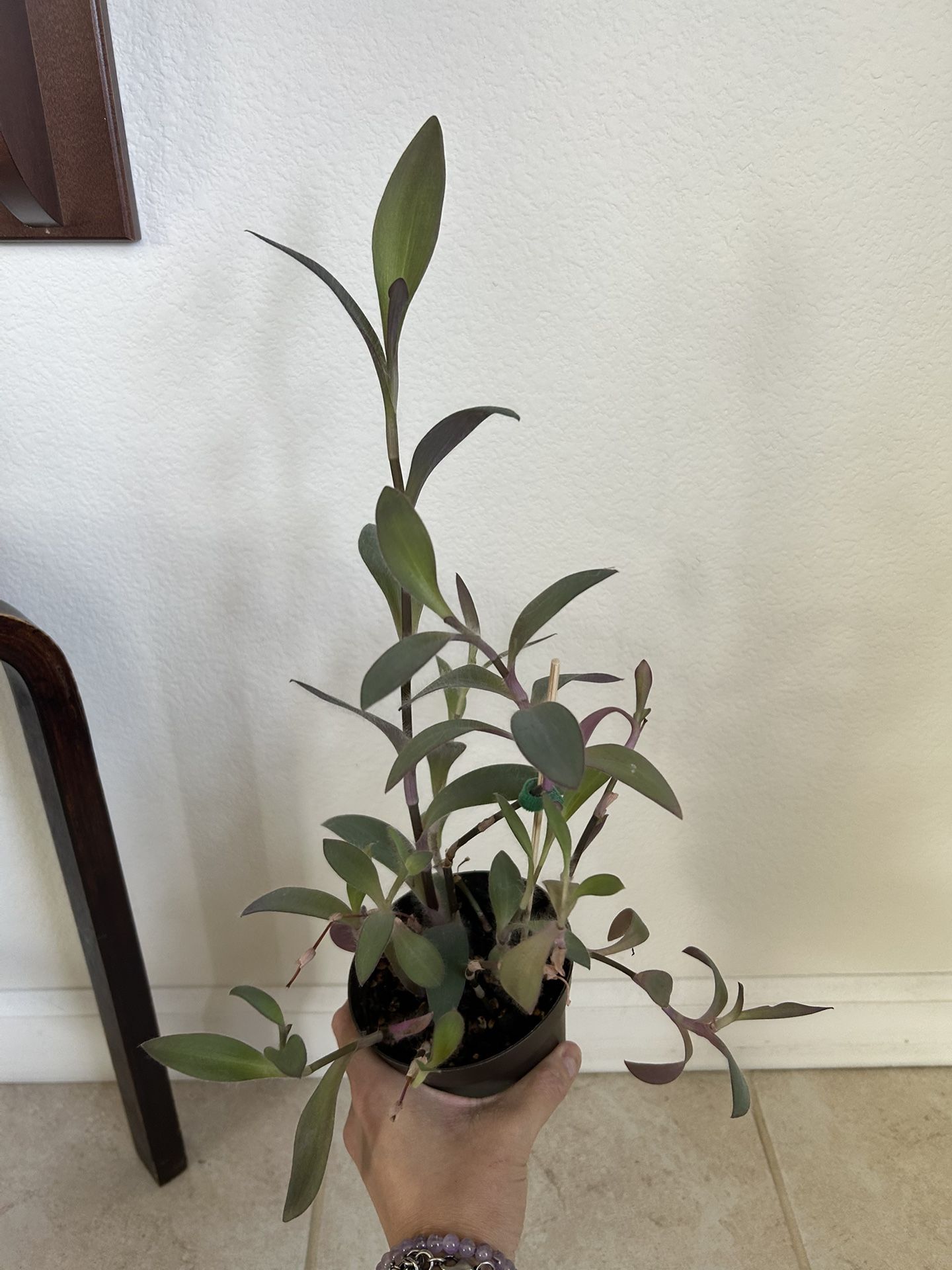 Purple Heart Pallid 4” House Plant