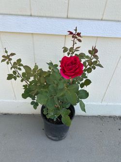 Red Rose plant in 5gl.