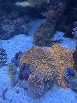 Reef Tank Decorations