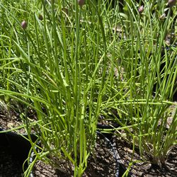 Organic Chives Perennial Edible Plants. Will Come Back Every Year And Multiplay. 