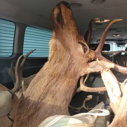 Elk , ANTELOPE HEADS