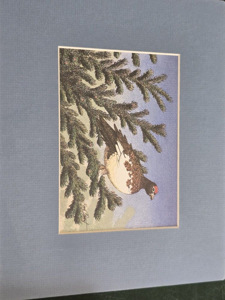 Ptarmigan In A Spruce Tree.