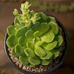 Hand-Painted Terracotta Pot with Succulent Plant