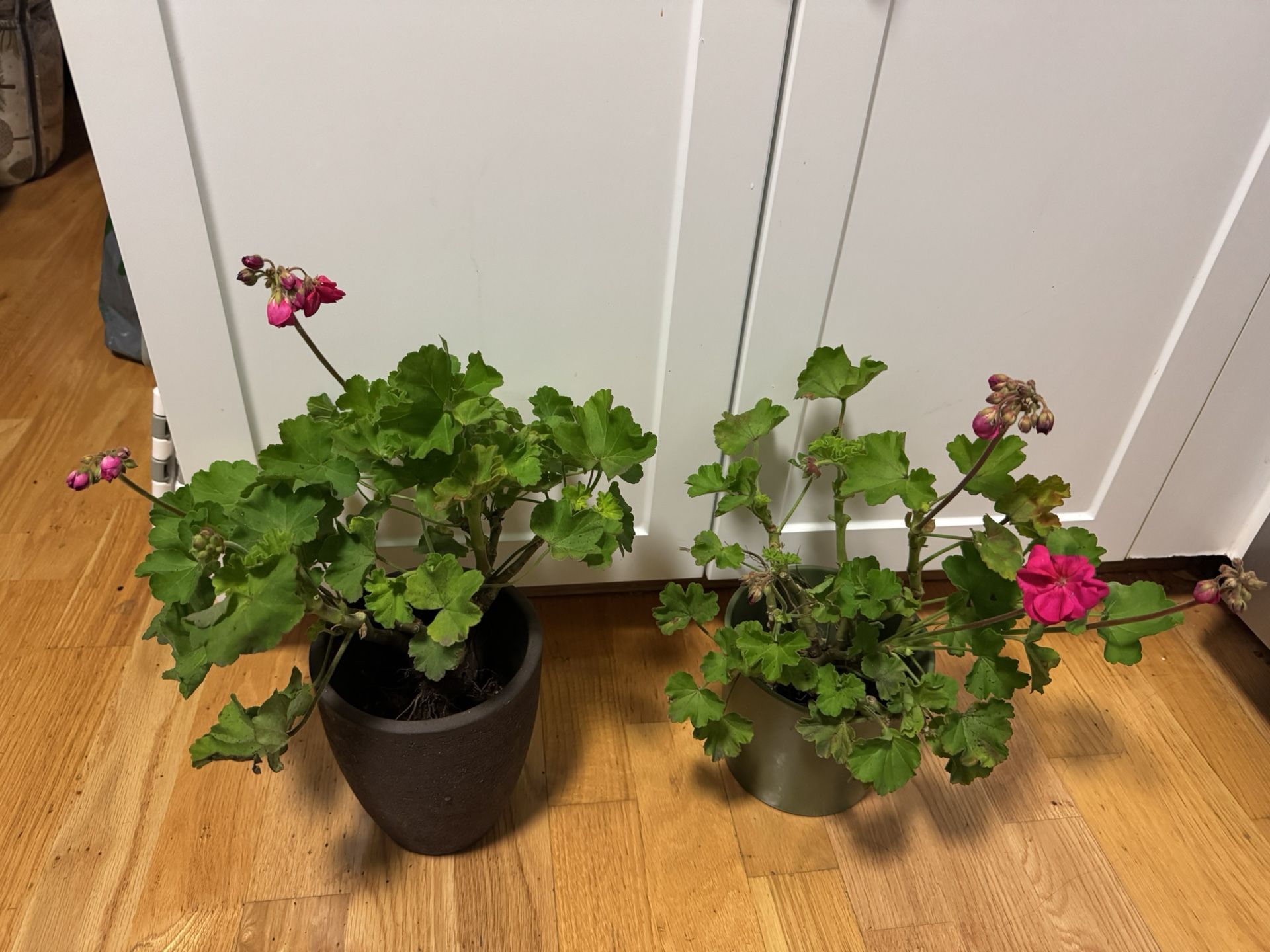 2 pink pelargonium plants in ceramic pots, $15 each