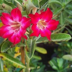 Rosas Del Decierto 3gallones 