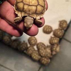 Tortoises 
