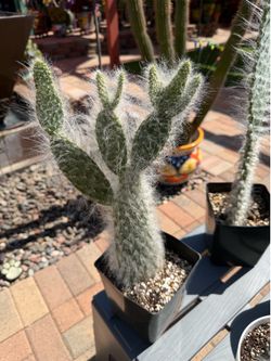 Opuntia HARRY OLD MAN Cacti Plants
