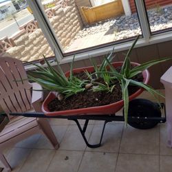 Aloe Vera In A Wheelbarrow.