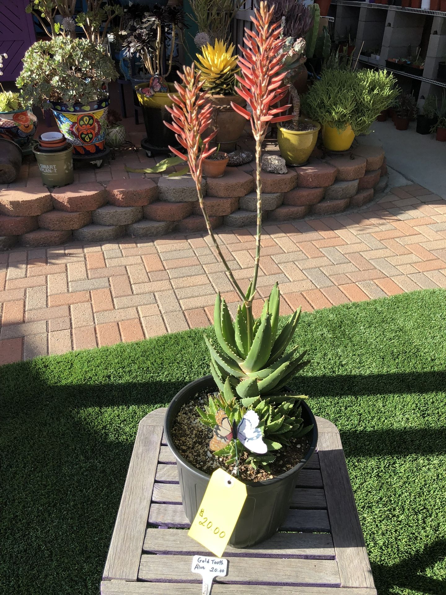 Variegated Gold Tooth Aloe Succulent Plant