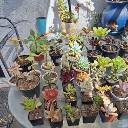 Succulents $1-$3
