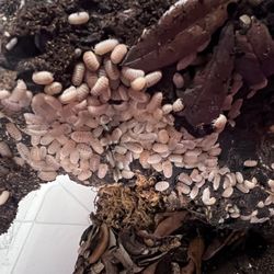 Isopods Clean up Crew potato bug rolypoly 