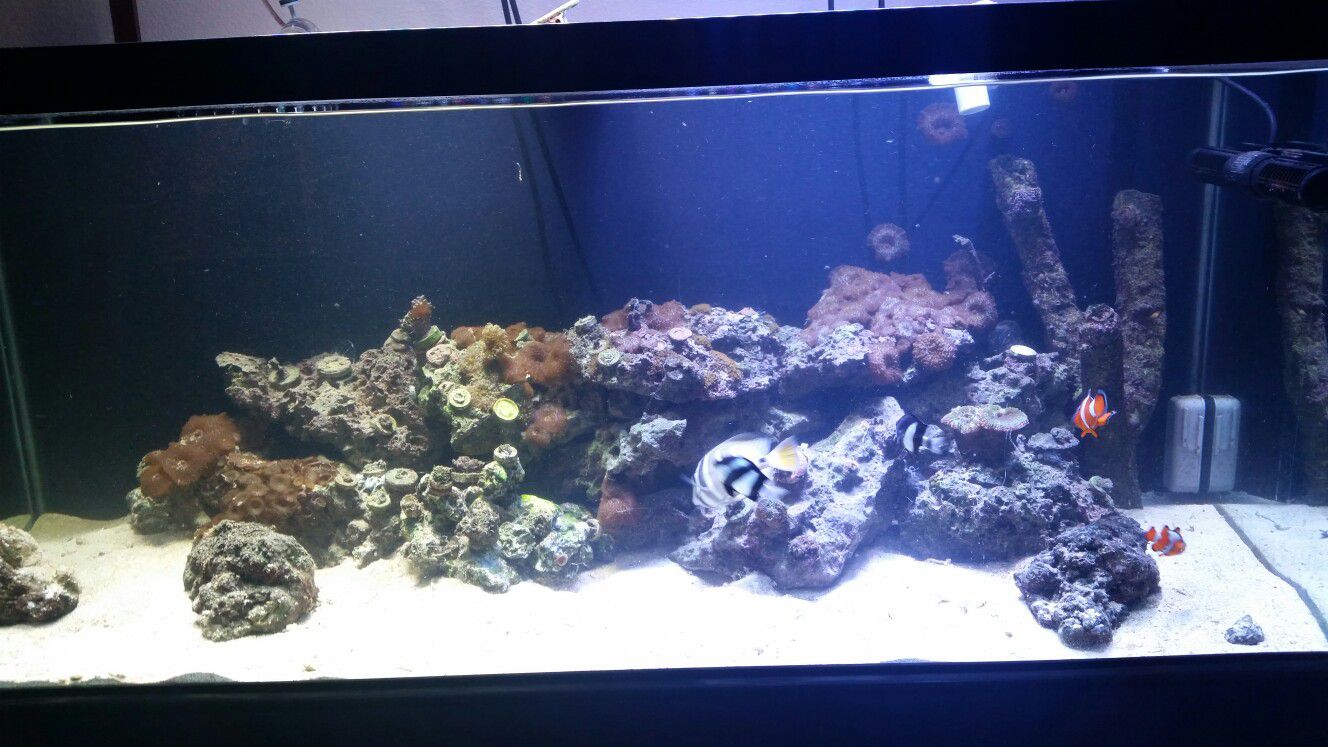 75 Gallons Reef Tank