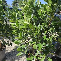 clusias $65 6+ feet tall and podocarpus $35  Over  6 feet tall Instant  Privacy  Hedge  For Fence 