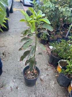 Avocado