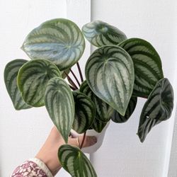 Pepperomia Watermelon Plant 4" Pot - Indoor House Plants 