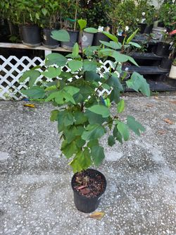 Planta flor de jamaica.